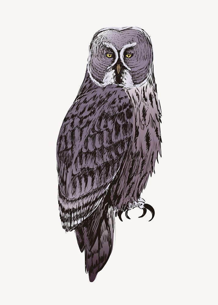 Great Gray owl animal illustration vector