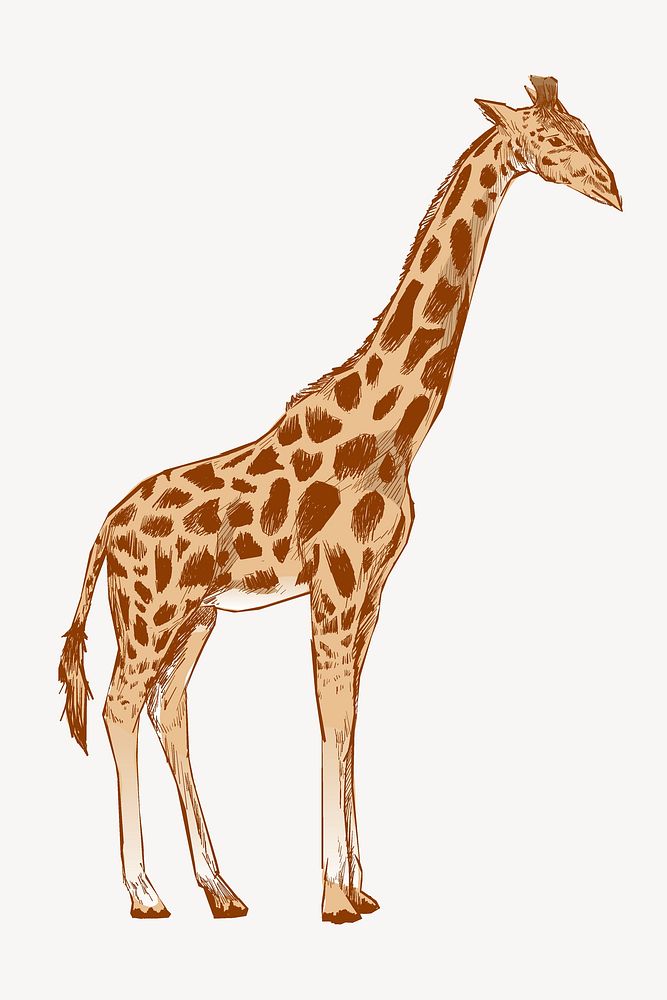 Giraffe  sketch animal illustration psd