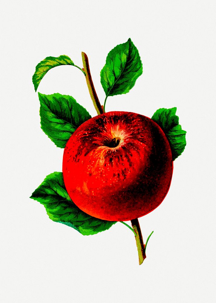 Red apple illustration psd. Free public domain CC0 image.