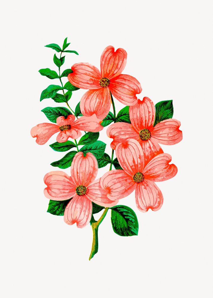 Dogwood flower clipart illustration vector. Free public domain CC0 image.