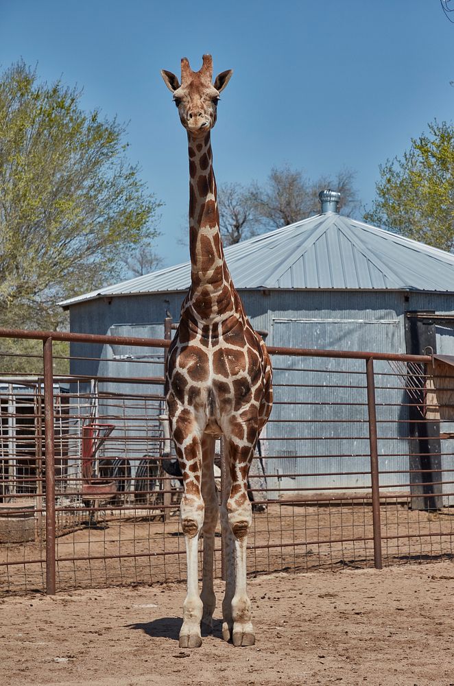                         A giraffe checks out a visitor at the Hedrick Exotic Animal Farm, which doubles as a bed-and…