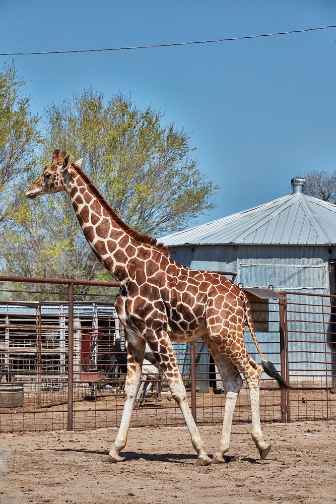                         A giraffe strolls at the Hedrick Exotic Animal Farm, which doubles as a bed-and-breakfast inn from…