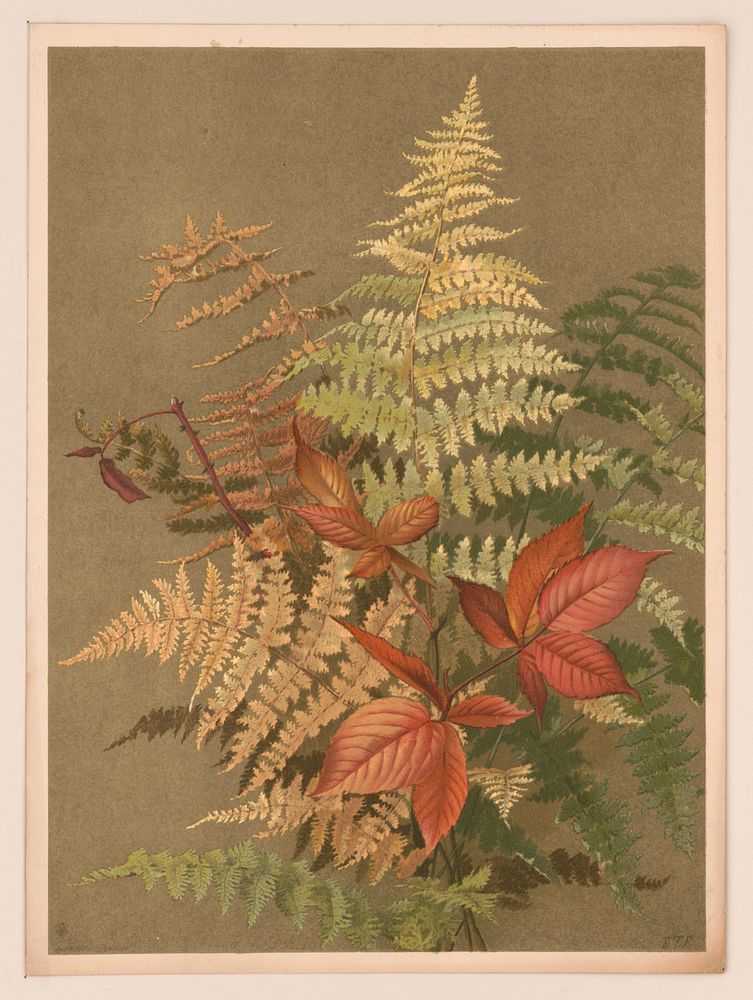 Autumn ferns, L. Prang & Co., publisher