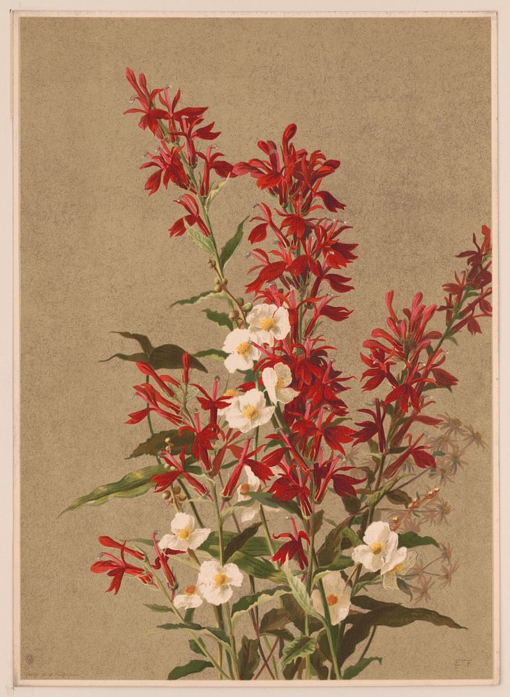 Cardinal flower / E.T.F. ; after Mrs. E.T. Fisher., L. Prang & Co., publisher
