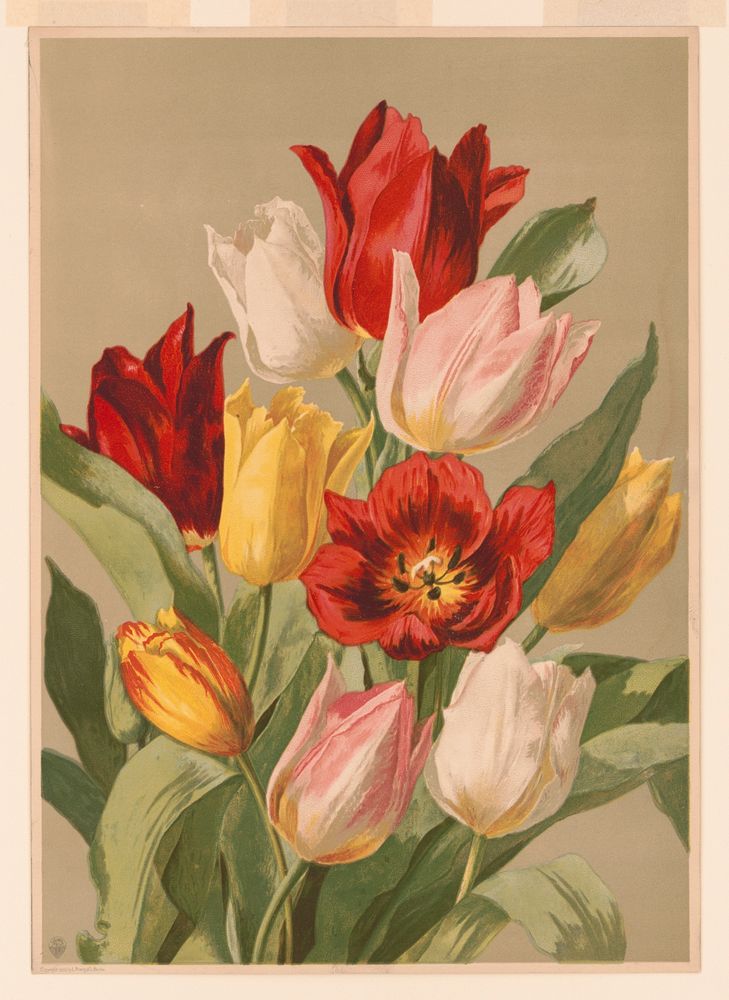 Tulips, c1885 Dec. 2.