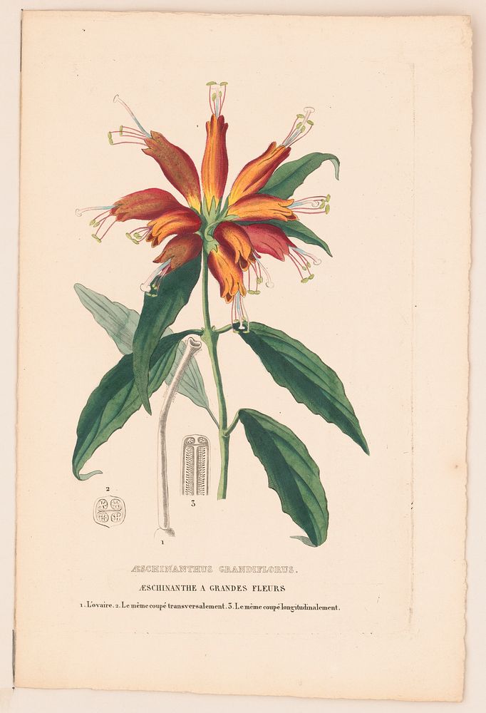Aeschinanthus grandiflorus. Aeschinanthe a grandes fleurs