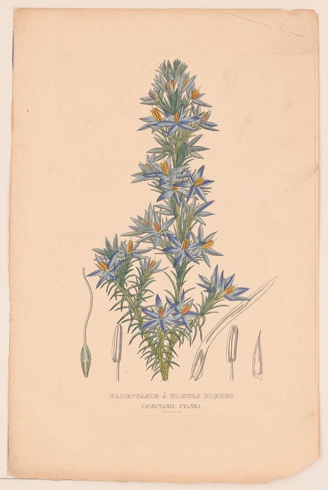 Calectasie à fleurs bleues. Calextasia cyanea