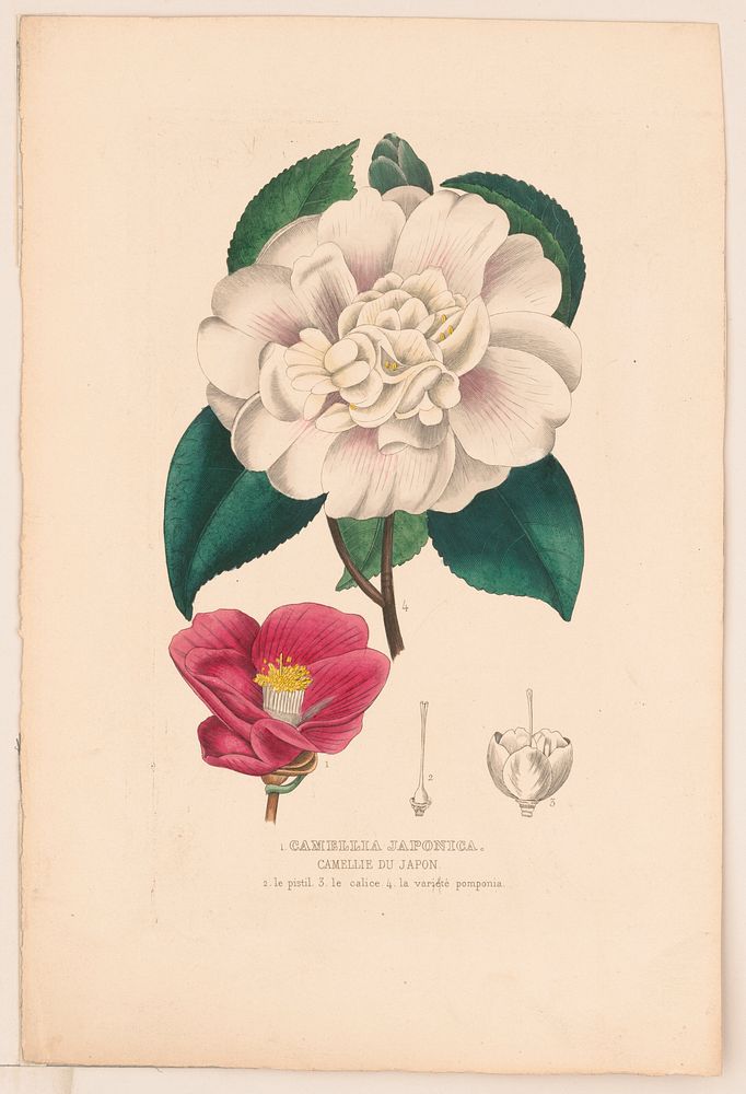 Camellia japonica. Camellie du japon