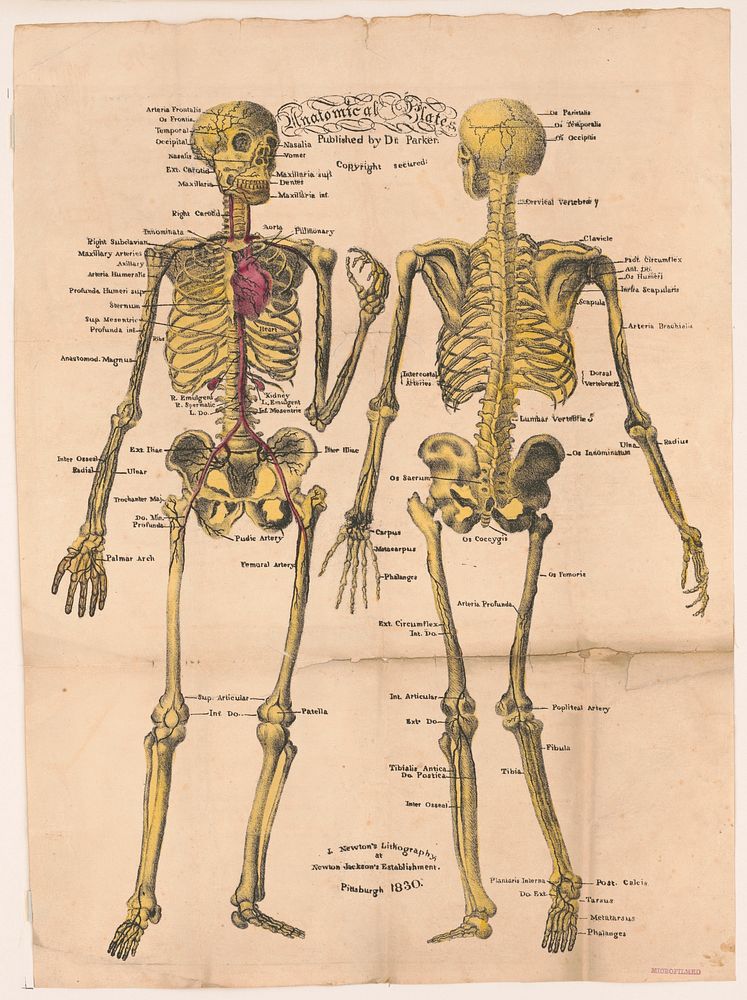 Anatomical plates, published by Dr. Parker