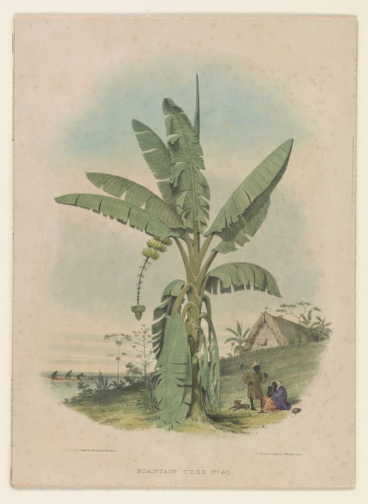 Plantain tree no. 40
