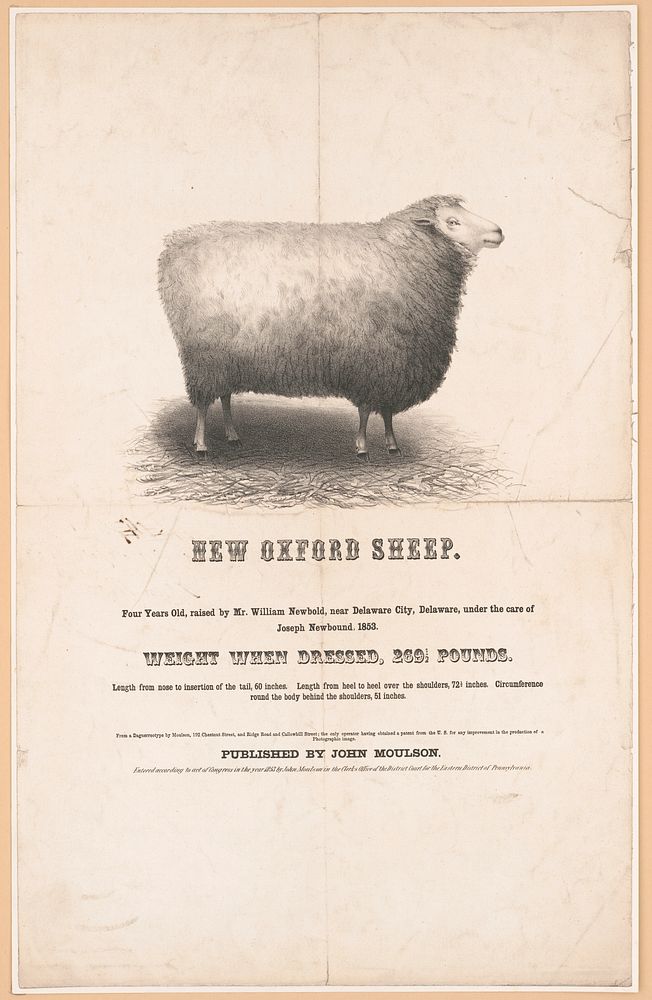 New Oxford sheep / from a daguerreotype by Moulson, 192 Chestnut Street, and Ridge Road and Callowhill Street, the only…