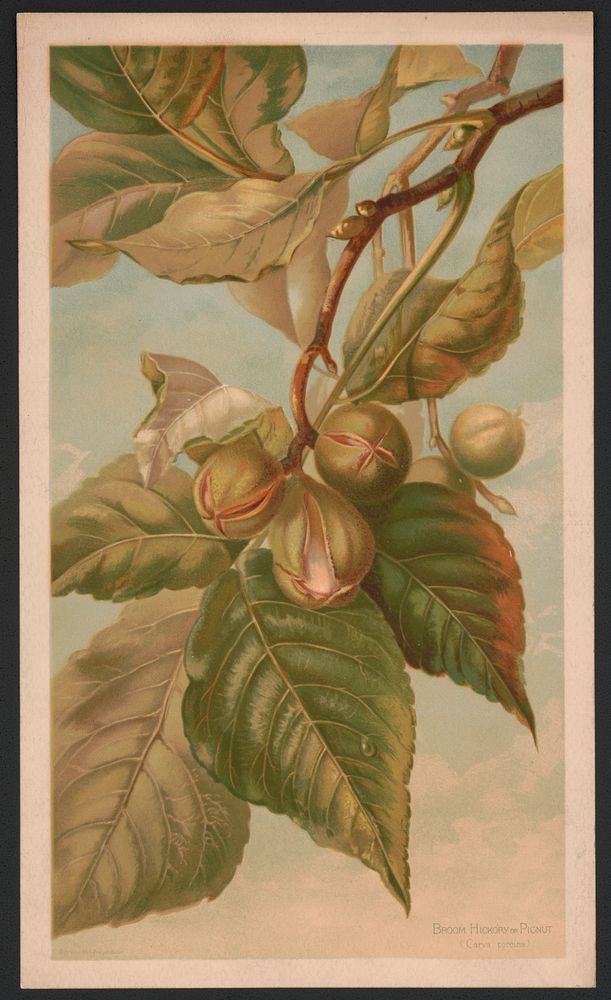Broom hickory or pignut (Carya porcina), L. Prang & Co., publisher