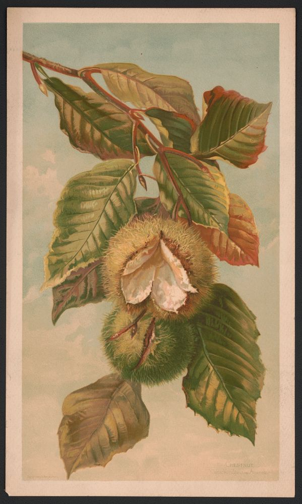 Chestnut. Castanea vulgaris, var. Americana, L. Prang & Co., publisher