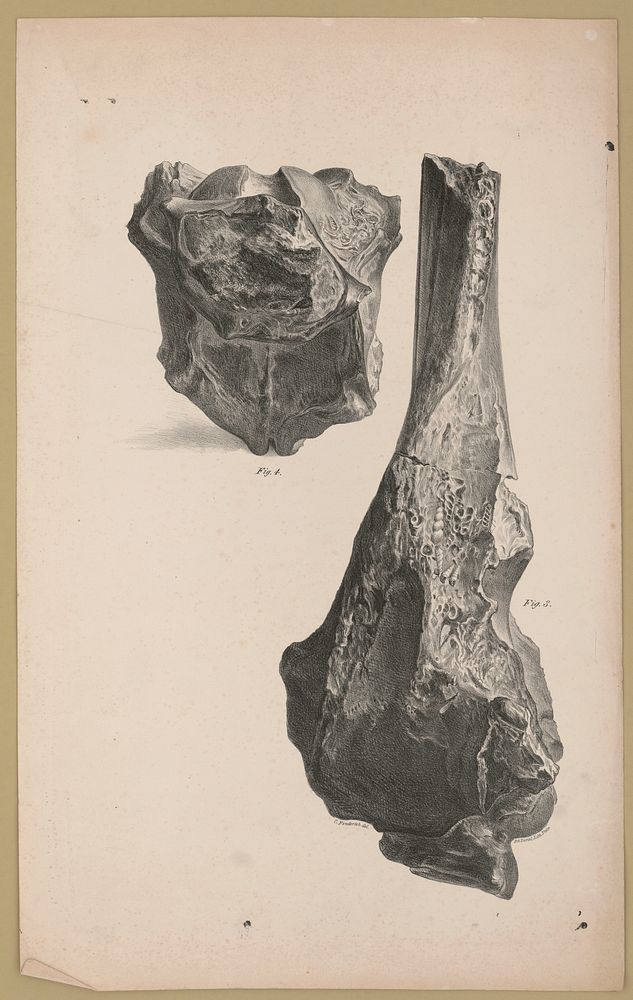 [Two fossils, Fig. 3 and Fig. 4] / C. Fenderich del. ; P.S. Duval, Lith. Phila., Duval, Peter S., 1804 or 1805-1886