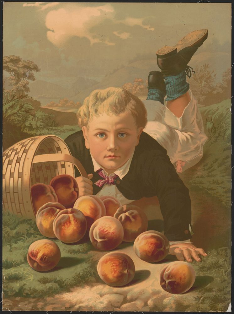 [Young boy on the ground, after he has fallen, with a basket of spilled peaches]