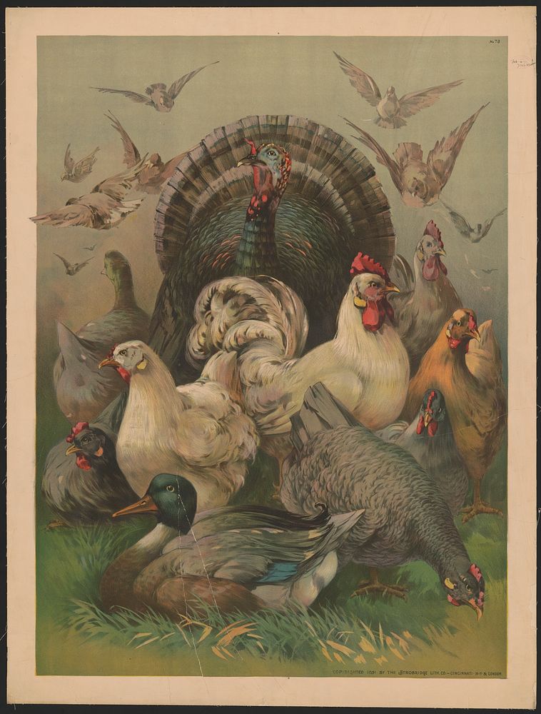 [A turkey placed in the center of the image with chickens in front and a mallard duck sitting in front of the chickens]