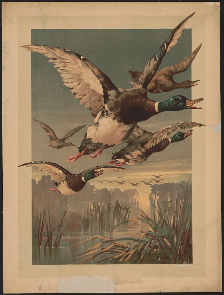 [Five ducks flying above a swamp]