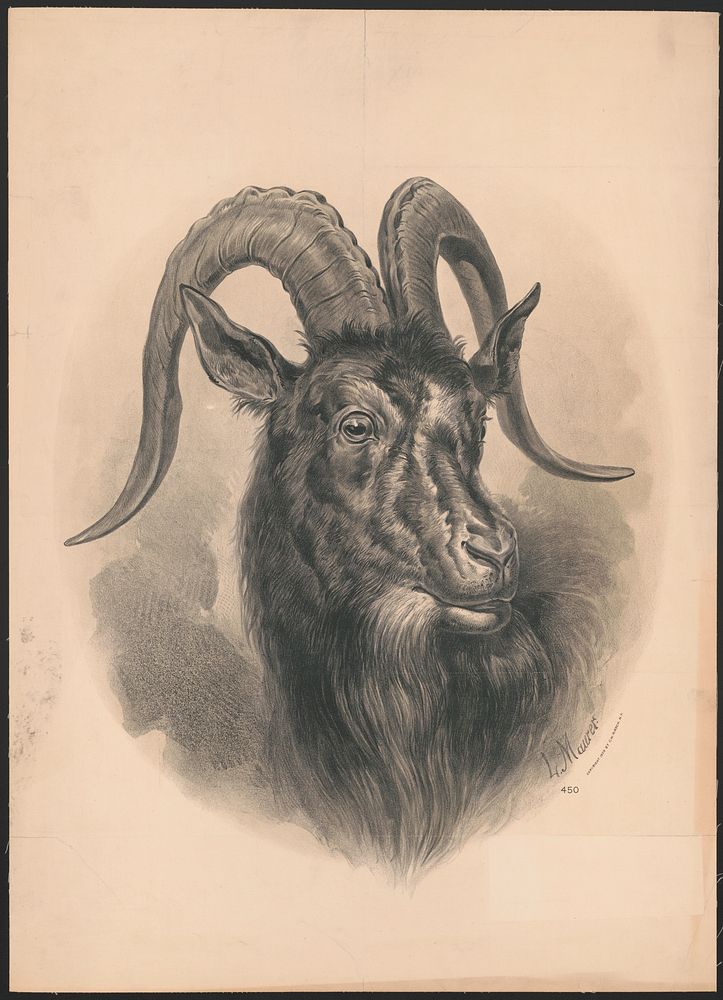 [Three-quarter profile view of a goat's head], c1900