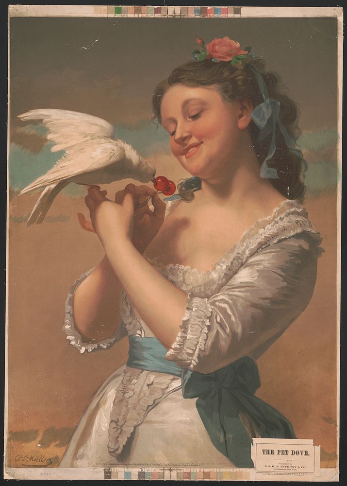 The pet dove