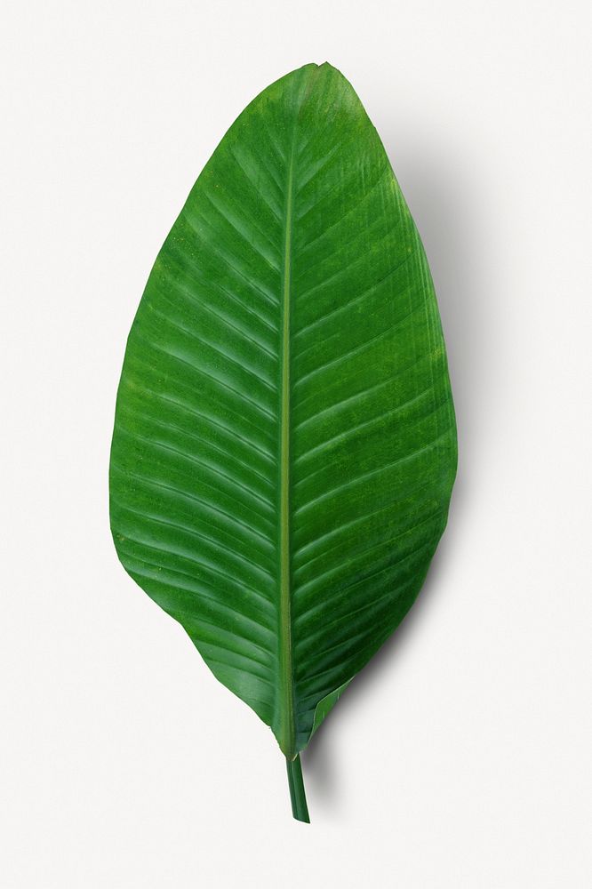 Banana leaf, botanical collage element psd