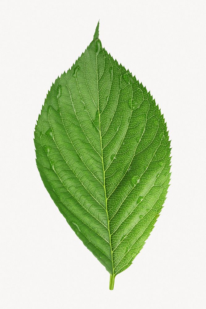 Wet leaf, botanical collage element