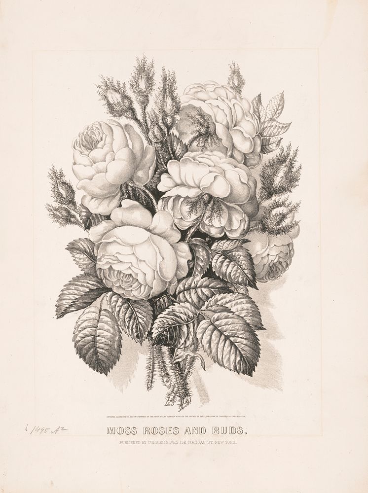 Moss roses and buds, Currier & Ives.