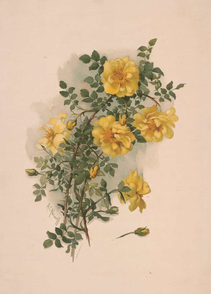 Yellow Scotch roses / AC. Nowell, L. Prang & Co., publisher