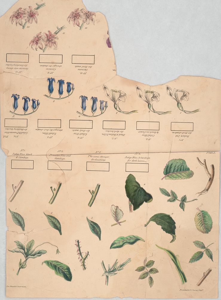 [Sheet of flowers and leaves] / on stone by J. Ackerman., Duval, Peter S., 1804 or 1805-1886