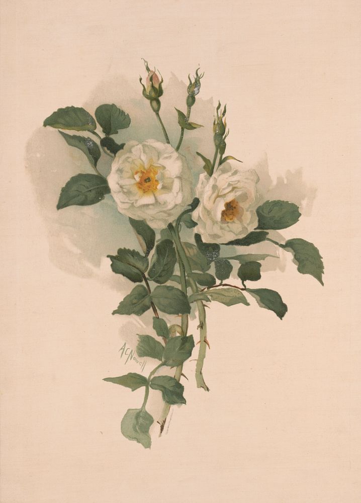[White roses on satin] / AC. Nowell., L. Prang & Co., publisher