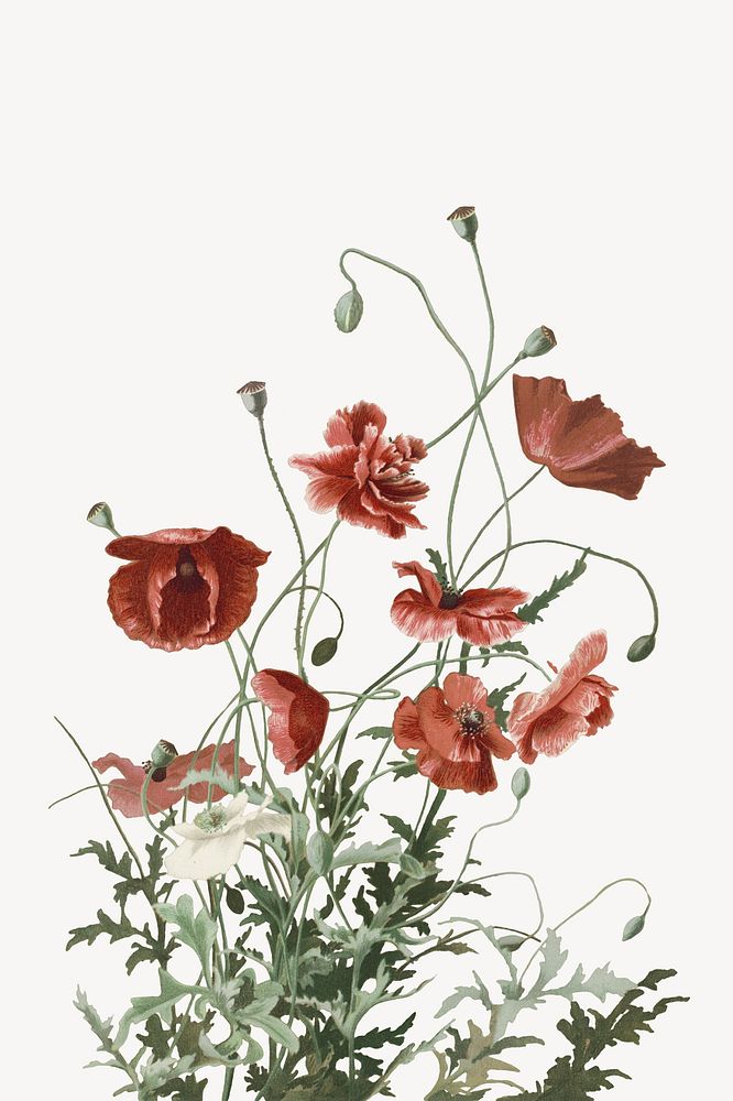 Red poppy flowers, Spring botanical illustration psd