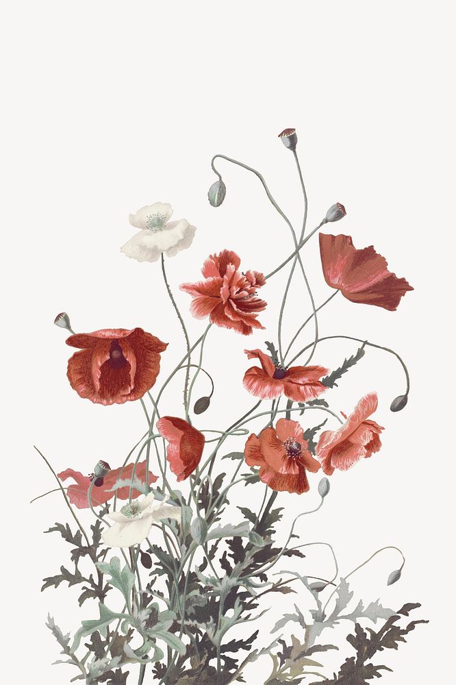 Red poppy flowers, Spring botanical illustration psd