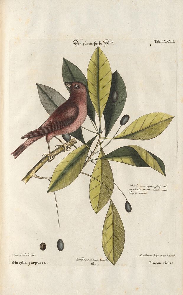 Bird and plants illustration (1749-1766) print in high resolution by Mark Catesby. 