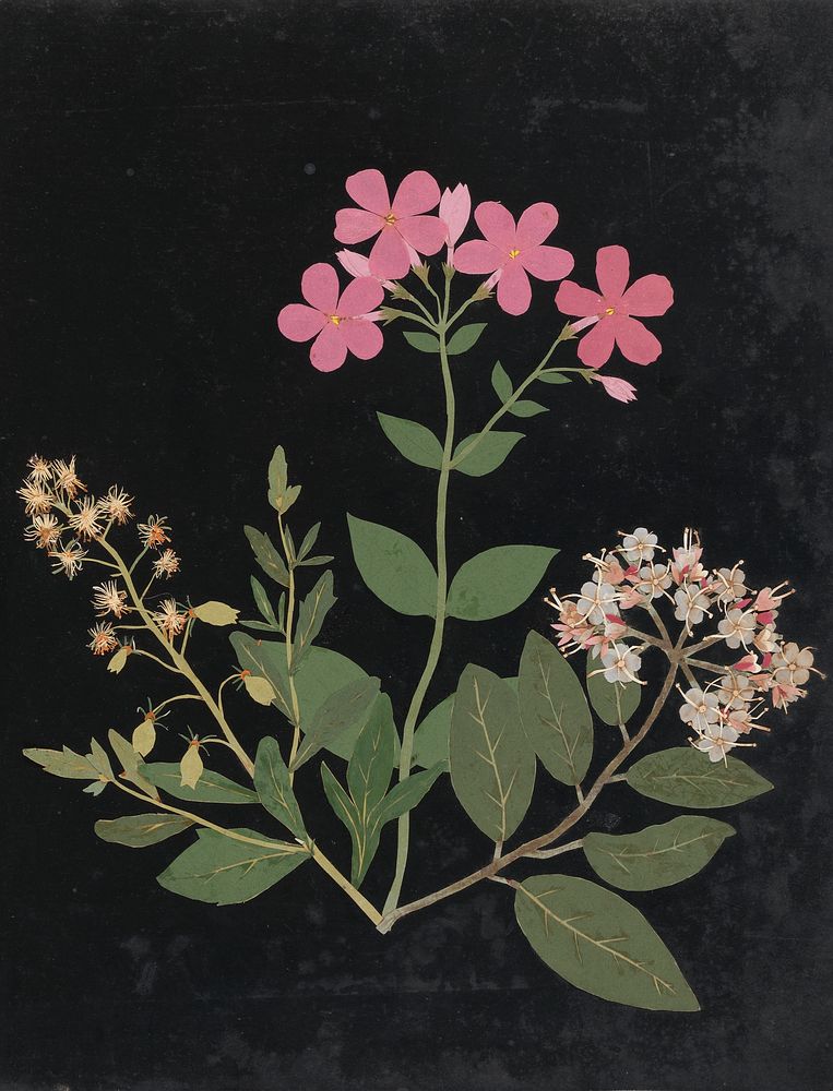 Album of cut&ndash;paper flowers (ca.1835) design in high resolution by W., Ellen.  