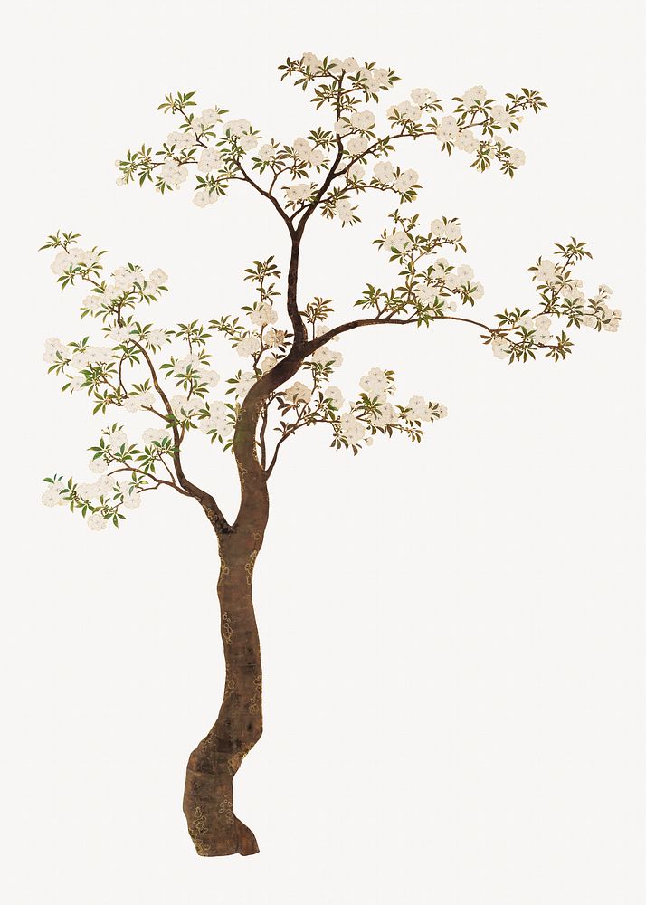 Japanese cherry blossom tree.   Remastered by rawpixel. 
