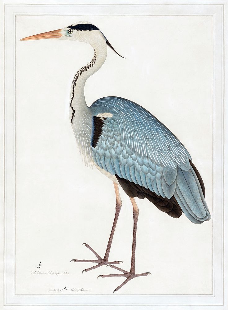 Indian gray heron (1780-1782) vintage painting by Ram Das. Original public domain image from the Minneapolis Institute of…