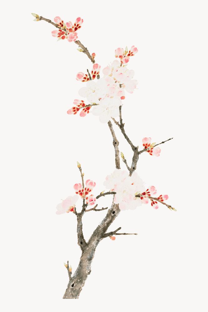 Japanese pink blossoms.   Remastered by rawpixel. 