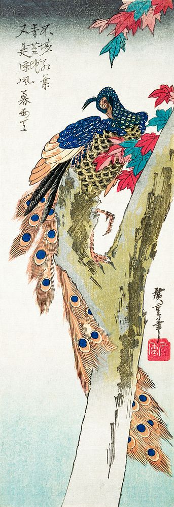 Peacock perched on a maple tree (1833) vintage Japanese woodblock print by Utagawa Hiroshige. Original public domain image…