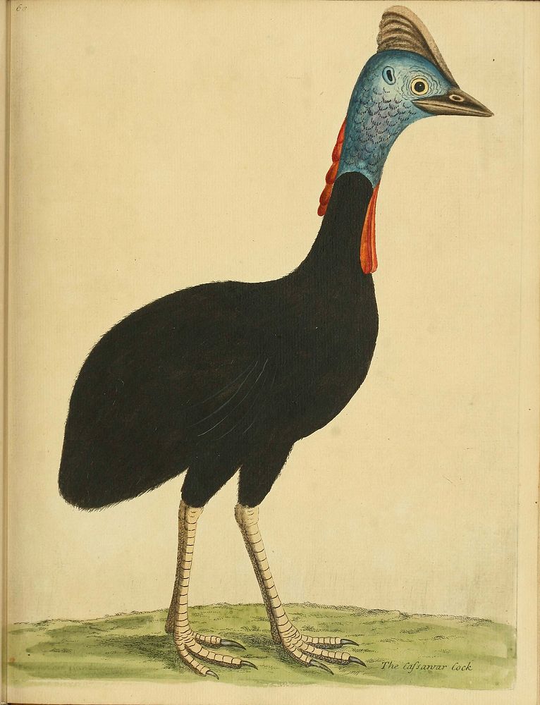 Original public domain image from Biodiversity Heritage Library.