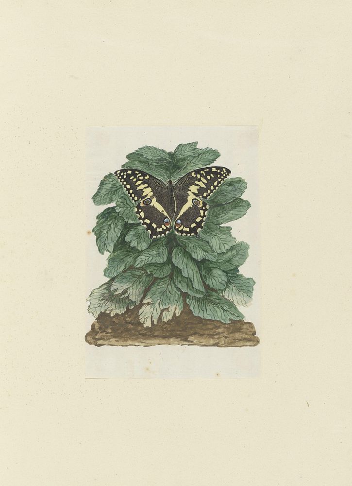 Papilio demodocus (Citrus or Christmas butterfly) on an unidentified plant (1777–1786) painting in high resolution by Robert…