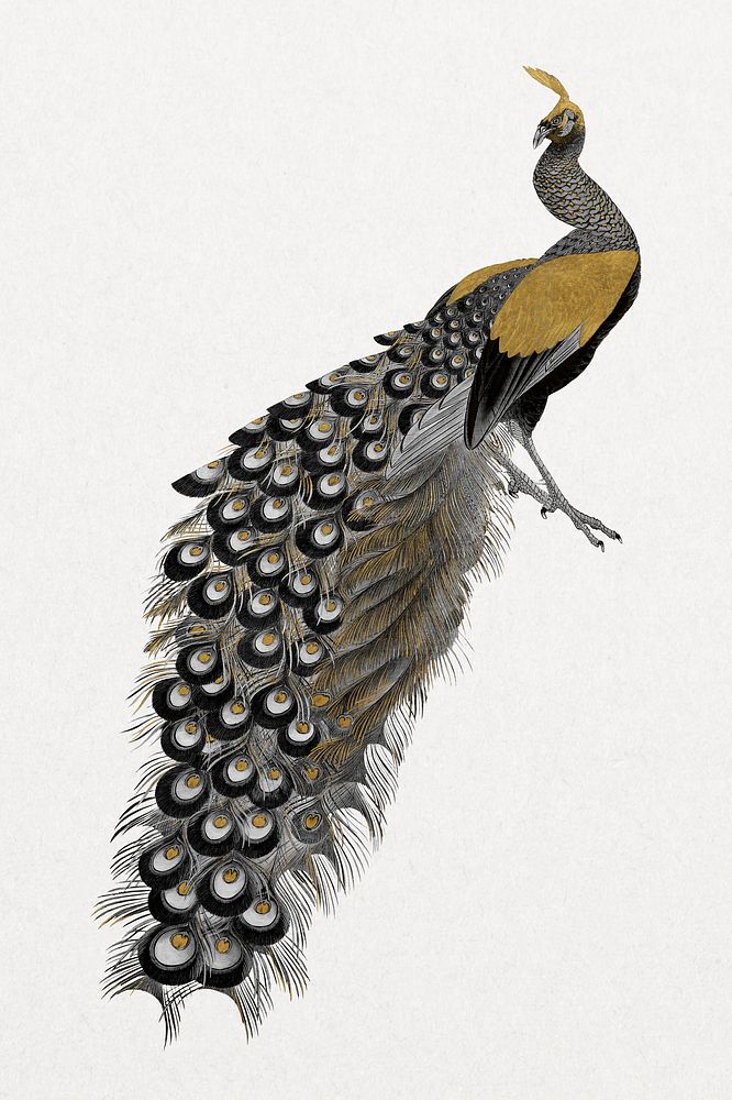 Gold peacock, vintage bird illustration psd