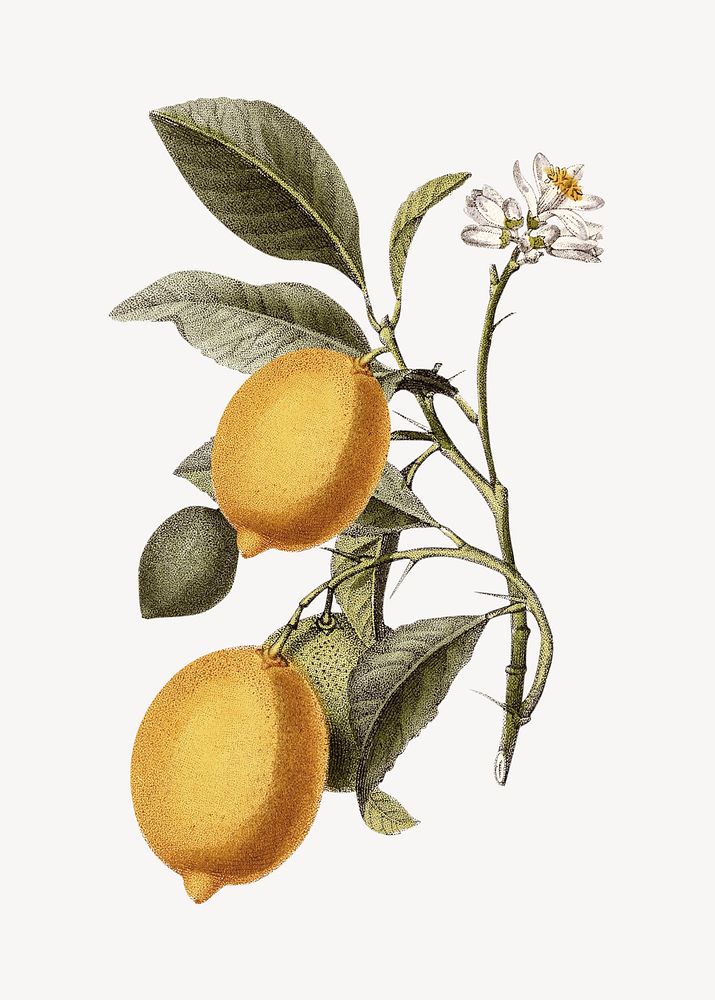 Vintage lemon fruit collage element psd