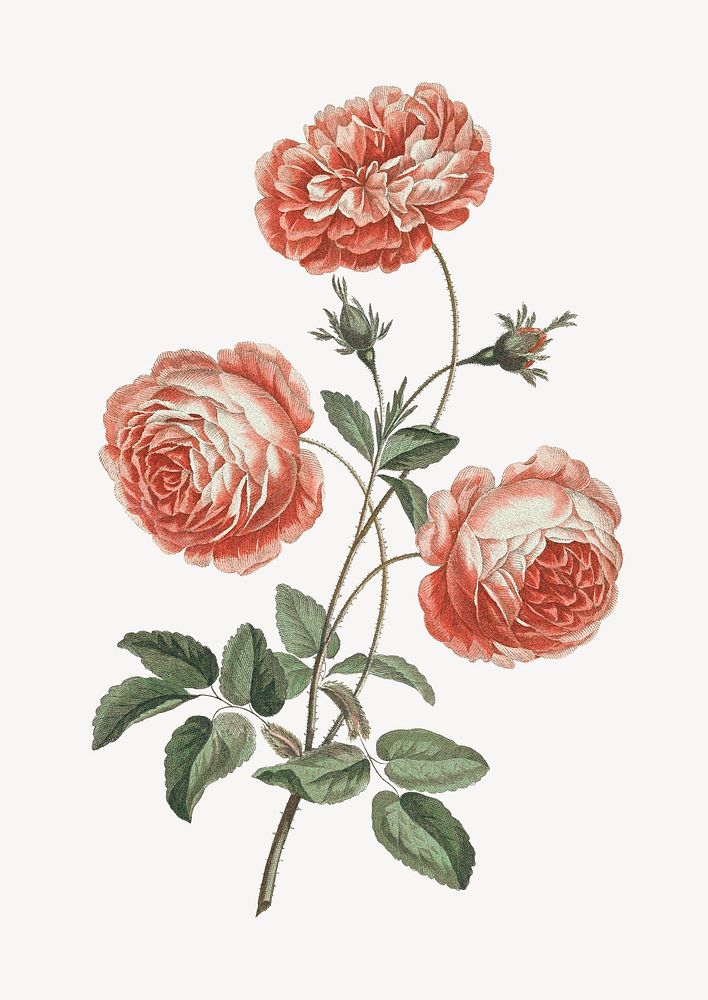 Rose flower vintage illustration