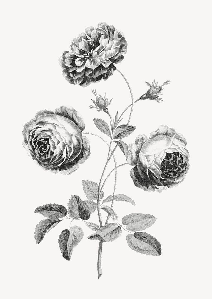 Rose flower collage element psd