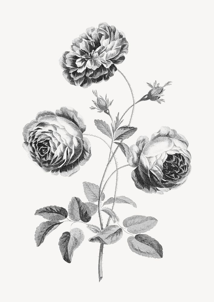 Rose, black and white vintage illustration