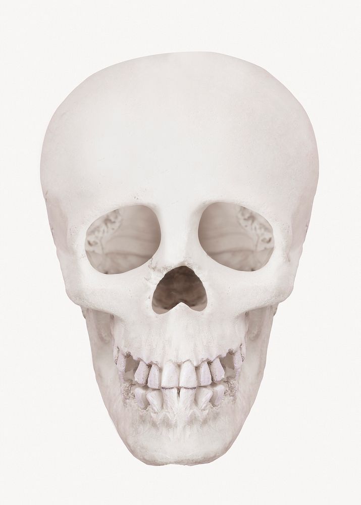 Human skull, Halloween decoration image