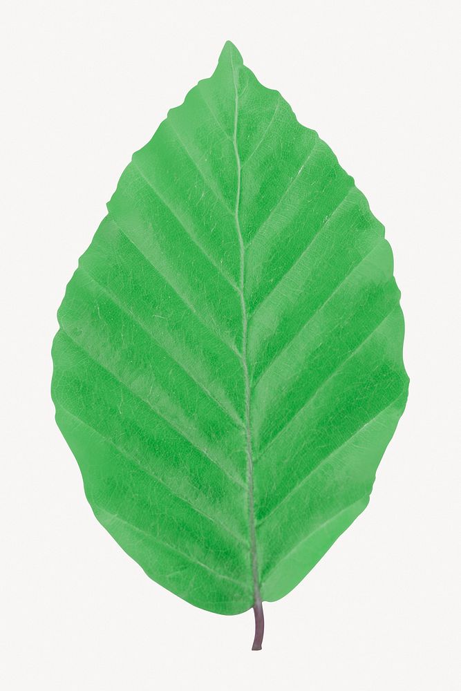 Green leaf, botanical collage element