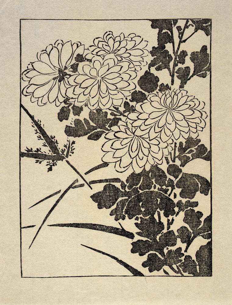 Ipswich Prints: Chrysanthemum