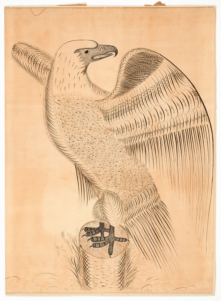 Calligraphic Rendering of an Eagle