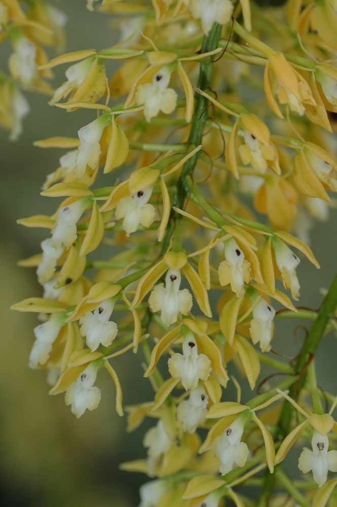 Epidendrum ruizianum