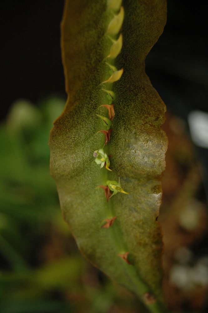 Bulbophyllum maximum